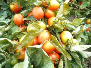 Just a picture of tomatoes